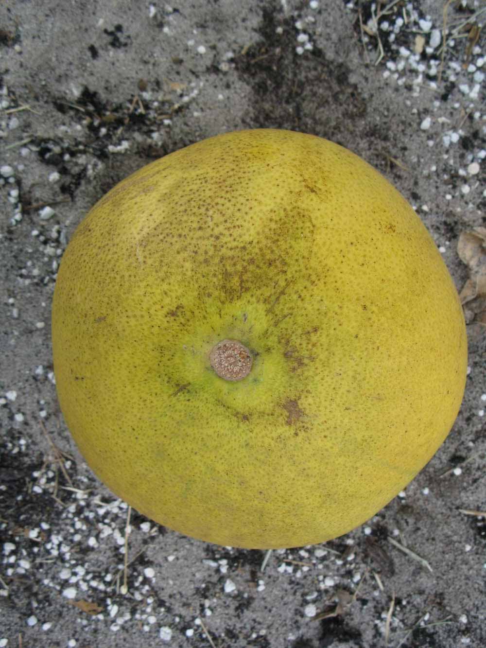            Fruit (Winter Haven, FL)   